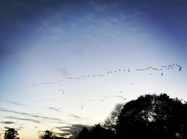 Geese over Goose Green Area